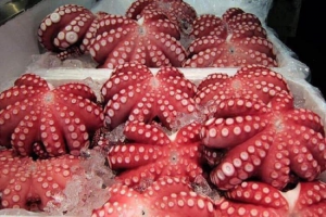 Mua bạch tuộc Nhật ở TPHCM